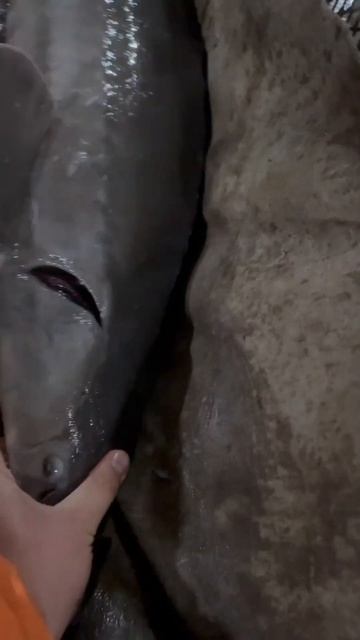 Осеннее УЗИрование осетровых. Итум-Кали./Роман Чехов