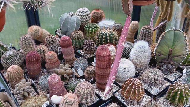 Зимовка кактусов.Литопсы в декабре. смотреть онлайн