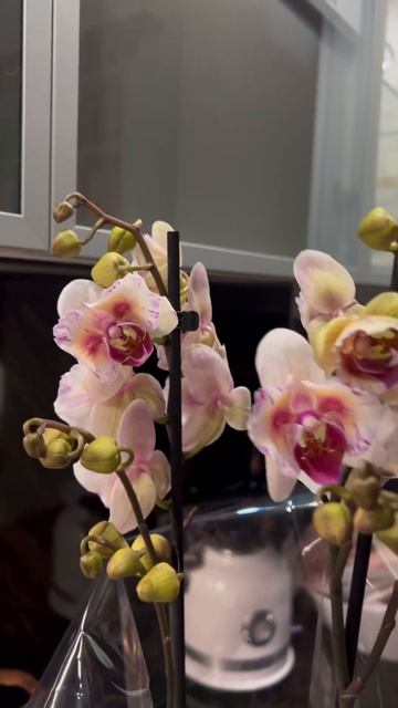 Champion Lightning теперь у меня! #орхидеи #орхідеї #пелорик #го? смотреть онлайн