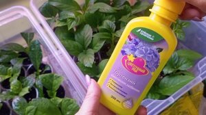 Развитие черенков гортензии, удобрение саженцев🌺🌺?