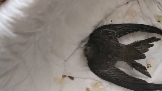 Неправильное содержание стрижа смотреть онлайн