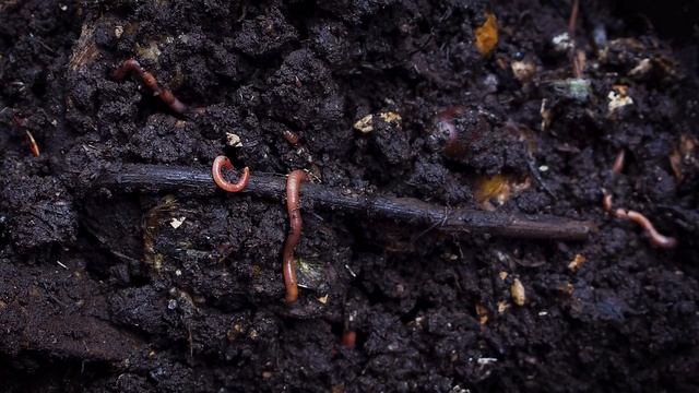 Биогумус - Табиий Ўғит | NETHOUSE BIO TECHNOLOGIES