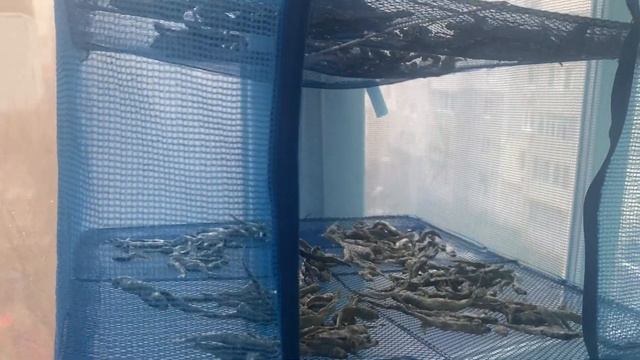 Трудовая рыбалка на море 2 февраля. Морская рыбалка зи? смотреть онлайн