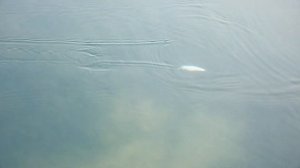 MAXIMUS «Pitbull» новая катушка для ловли на Big Bait приманки.