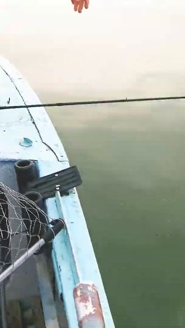 ПОДПИШИСЬ) Осетр или Стерлядка? Мы ее отпустим. Рыбалк?