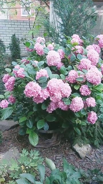Какая гортензия у вас? #plants #дача #сад #ландшафтныйдиза?