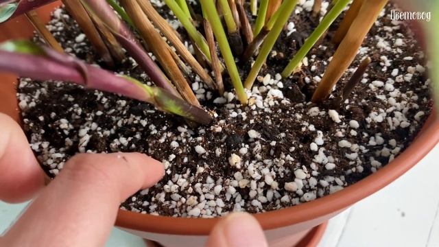 Удобрение и полив калатеи. Цветение калатеи.