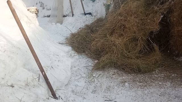 Пока нет морозов надо натаскать сено на сарай. смотреть онлайн