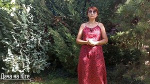 Дача на Юге - Хвойные растения на юге (часть 1)