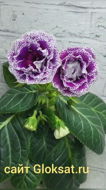 САТ-Колизей 🫠🫠🫠https://gloksat.ru/#глоксинииСАТ#глоксинии#?