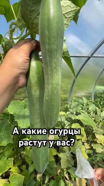 А какие у вас огурцы растут? #омск #юмор смотреть онлайн