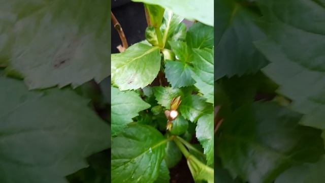 Крупнолистовая гортензия после зимней обрезки, часть