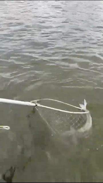 Диалоги о Рыбалке)) Сезон рыбаки весна 09.04.2025 - 12.04.2024 Ас? смотреть онлайн