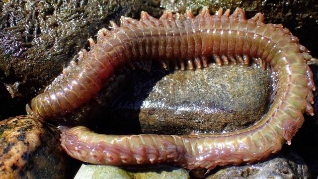 Рыбалка на Черном море с берега. Простая но уловистая ?