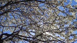 Что нельзя делать 21 апреля в Светлый понедельник, прим