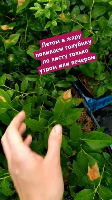Почему сохнут листья у голубики? Основная причина смотреть онлайн