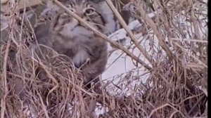 История любви. Кот Семён (короткометражка 1990-х)