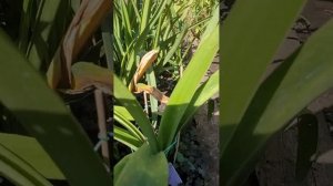 Вирус в коллекции гиппеаструмов 😱 Как выявить (надёж?