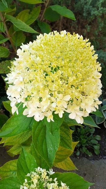 Гортензия в конце июля смотреть онлайн