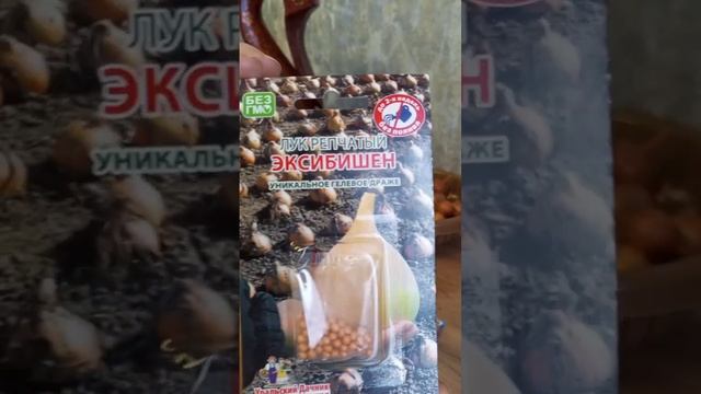 5 декабря/ Выбираем ЛУК от всех недуг на 2025год🧅😊 смотреть онлайн