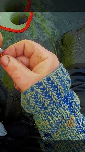 Лучшая плотва для живца. #селигер #рыбалка