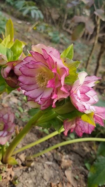 Цветение Морозника Double Ellen Picotee смотреть онлайн