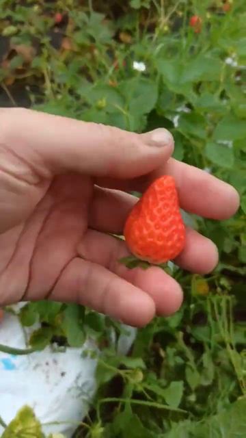 Сорт Мурано в малообъемке в матах "Здоровый рост" из ко смотреть онлайн