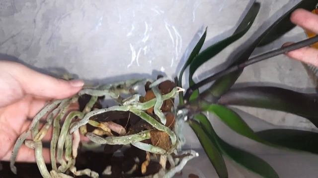 Осмотр, обработка и пересадка новой орхидеи смотреть онлайн