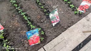 Подснежники. Теплица. 10/04/2025