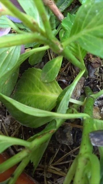 обрезка гортензии смотреть онлайн