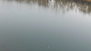 Тест катушки Dayo Prestige 800