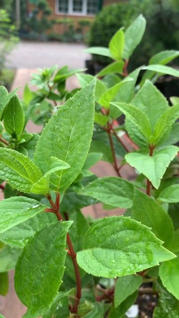 Гортензия метельчатая Вимс Ред (Wims Red) смотреть онлайн