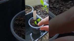 Укореняю зеленые почки гортензии Краса Лескова