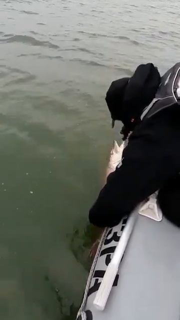 Щука Веселовского водохранилища