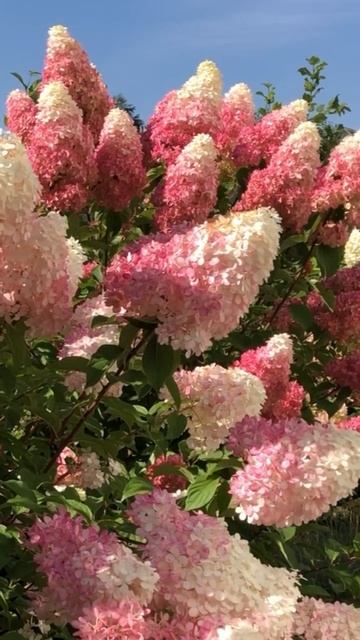 #vanille #fraise #hydrangea #гортензія #hortensia #garden #paniculata #flower #сад #ш? смотреть онлайн