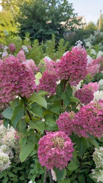 #pinky#promise #hydrangea #гортензия #garden #гортензія #flowers #park#jardin #?