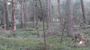 охота в бурятии волк давит козу