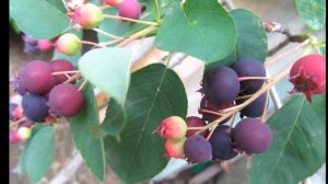 Ирга - красивое и полезное дерево в вашем саду.