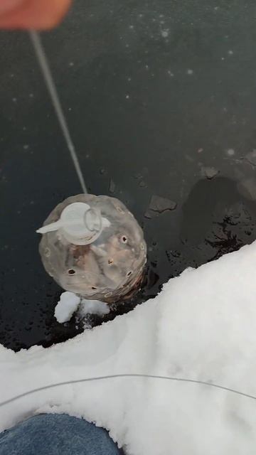 Как Хранить Живца🤯 #fishing #carplife #рыбалка #carp #carpfishing смотреть онлайн