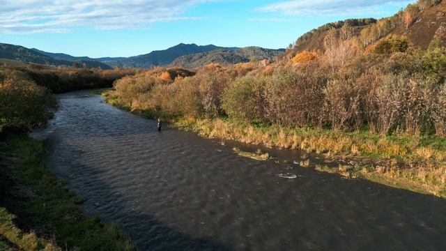 Хариус в Алтайском крае в мутной воде. #flyfishing #tenkara #рек?