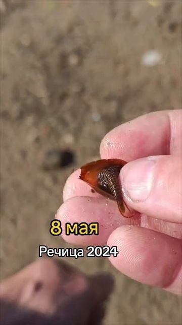 рыбалка на рачка, рыбалка на щитеня. короткие видео. смотреть онлайн