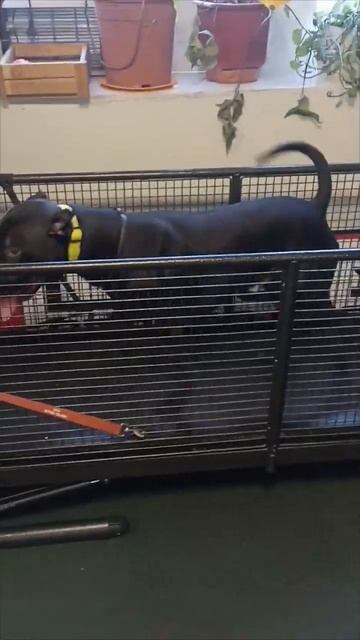 Питбуль Odin,тренировка на беговой дорожке. #Питбуль#pitbul смотреть онлайн