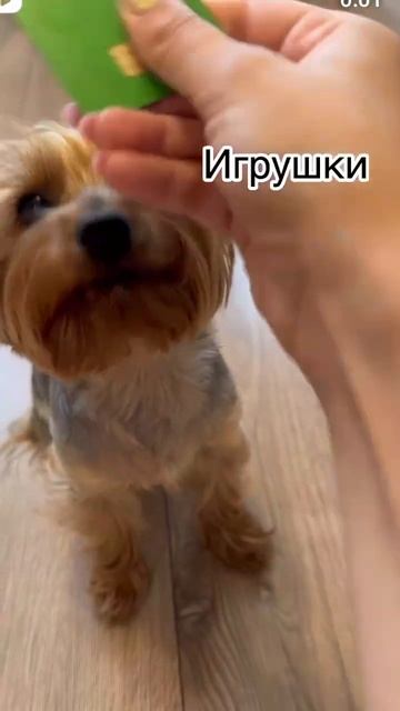 100% у кого есть хвостатые друзья собакены тот оценит да