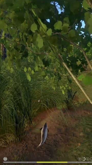 Комариное - Карась серебряный - Трофеи смотреть онлайн