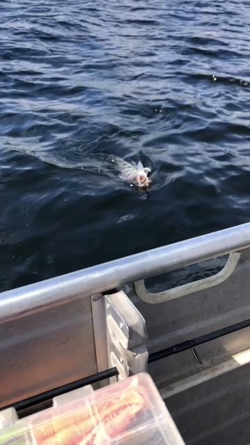 Берш тоже рыба ))