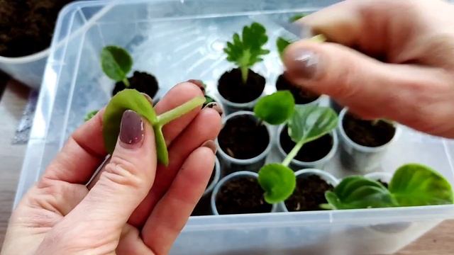 Как укоренить лист фиалки сразу в грунте! Размножение фиалок с листика. смотреть онлайн