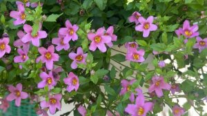 Бакопа. Пересадка. Блутопия, сноутопия, пинктопия.