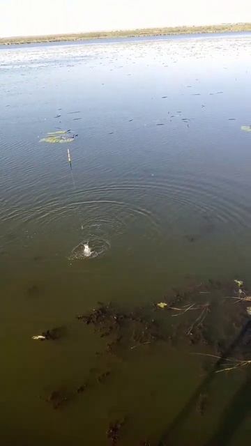 Карась, 1 сентября - трава садится смотреть онлайн