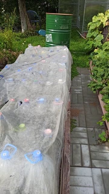 Как притенить черенки роз в солнечную погоду. смотреть онлайн