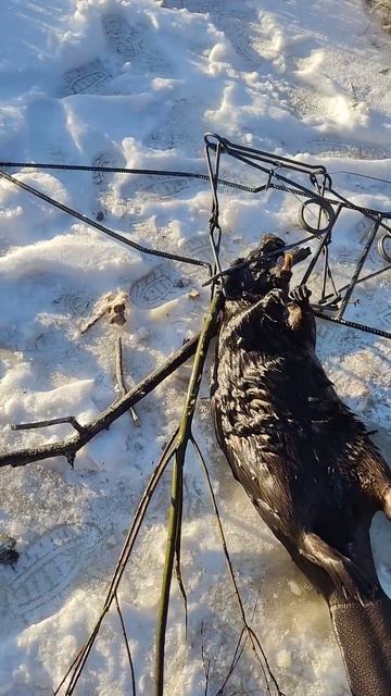 Охота на бобра капканами в Тюмени. Взяли первого. #бобр смотреть онлайн